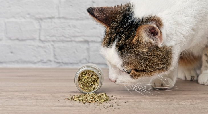 Catnip: Why Cats Love It