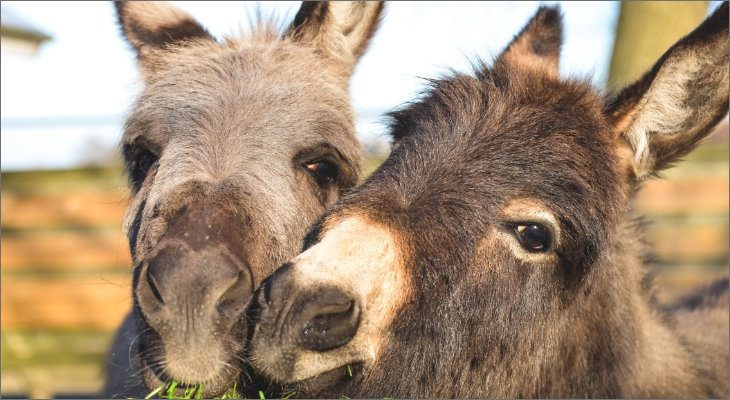 Donkeys, Horses & Mules